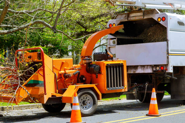 Best Tree Mulching Services  in Williamston, NC