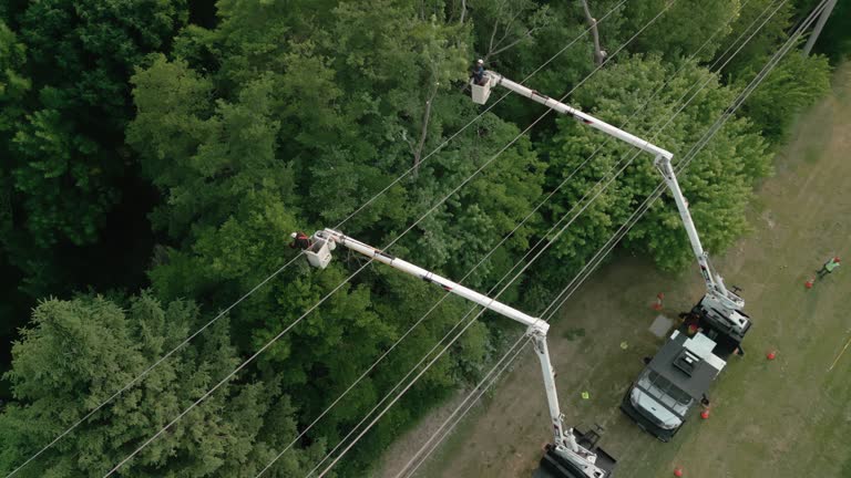 Best Tree Cabling and Bracing  in Williamston, NC