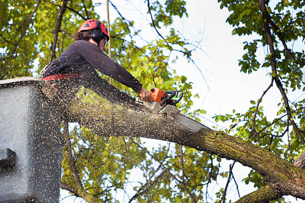 Tree and Shrub Care in Williamston, NC